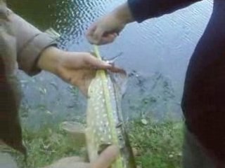 Premiere brochet manu au Gorbe