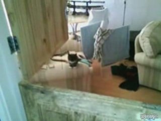 Le chat de Régis