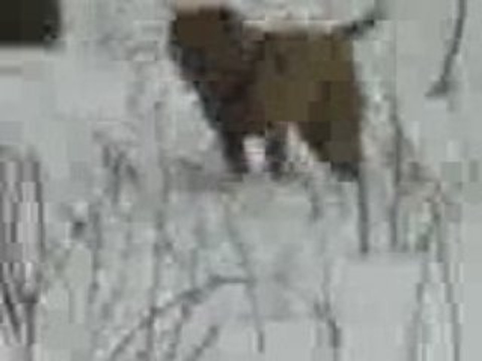 amon amon