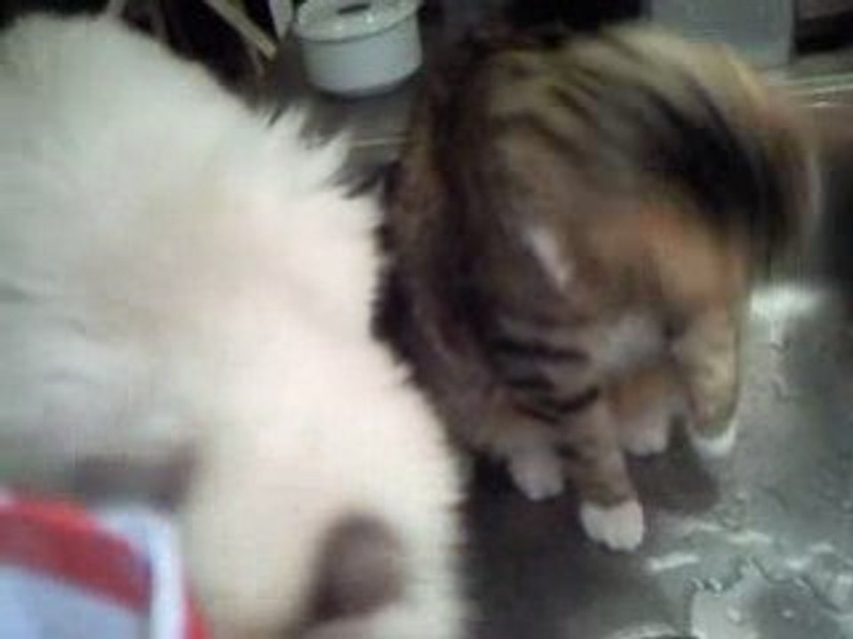 Bellagio le chat 1