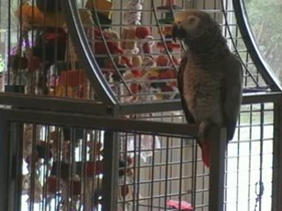 Eh les chiens attention ça va barder