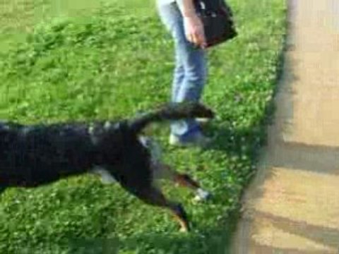 Une bonne douche !!! Barry grand bouvier suisse