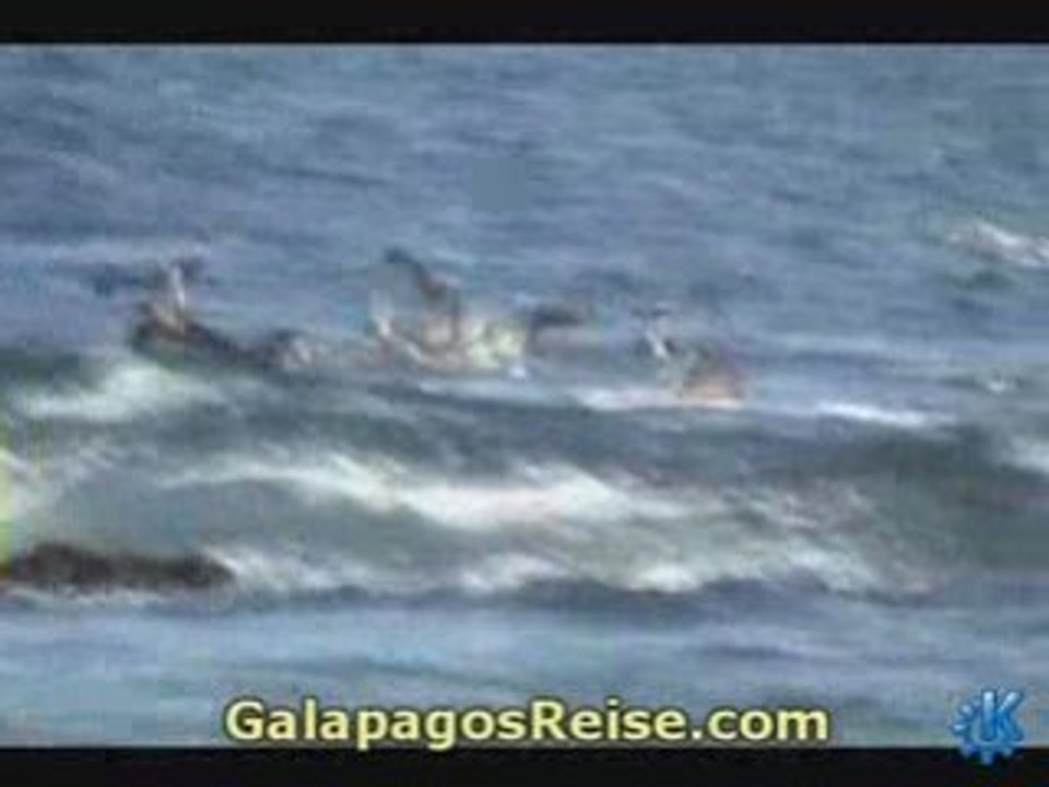 11 Animals Nature Galapagos Darwin Islands