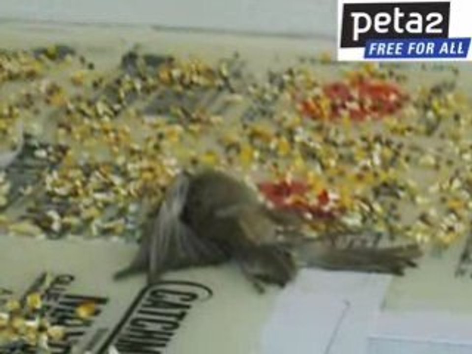 Lowe's GlueTrap Cruelty video Dailymotion