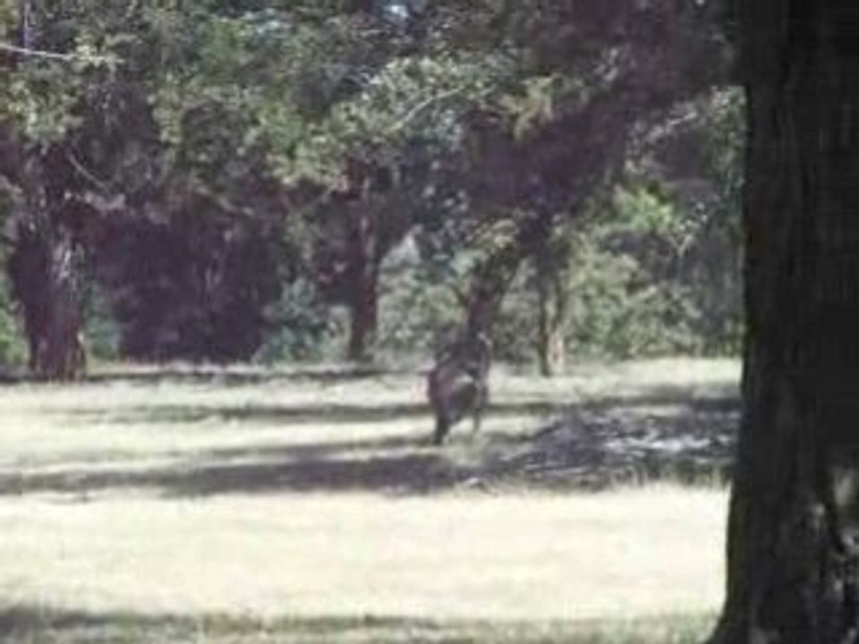 Kangourous