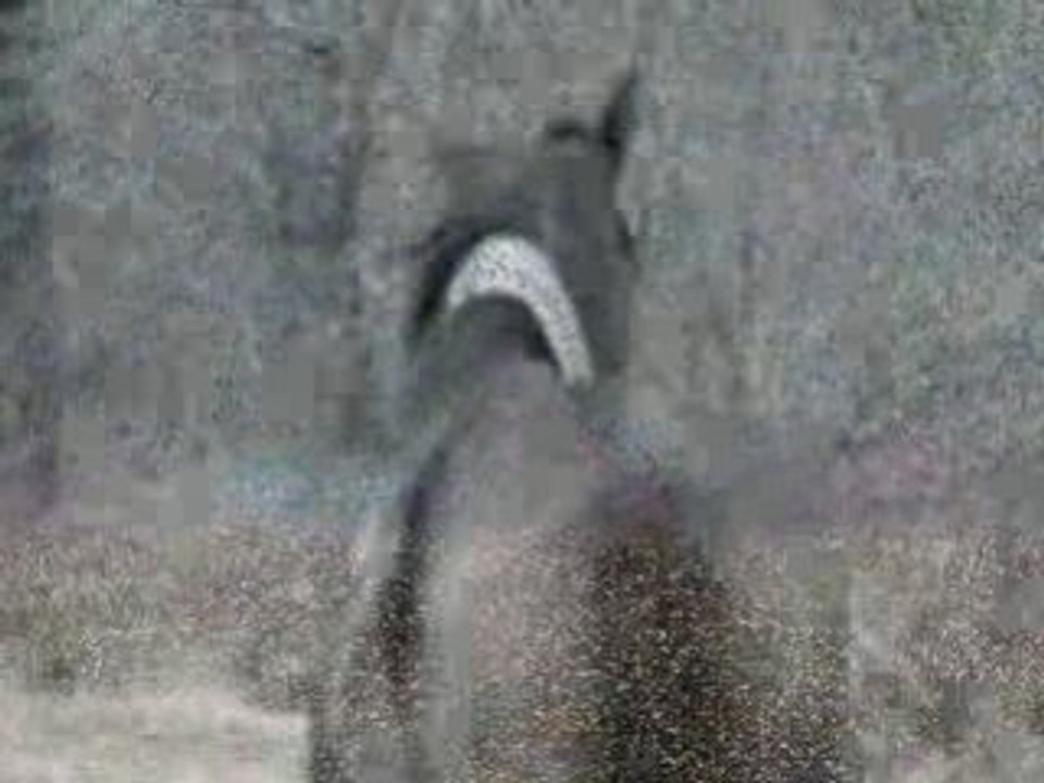 " Au souffle du vent... "