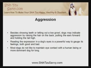 The Instinct In Making Shih Tzu Training Successful