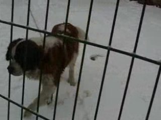 Mes papillons dans la neige 3 + BISOUS AVEC BEN