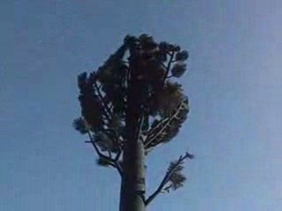 ZONDER TREE ON ZE RIVIERA