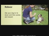 Basic dog obedience training. Tips techniques. Dog ...