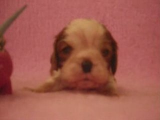 Elton john, chiot cavalier king charles