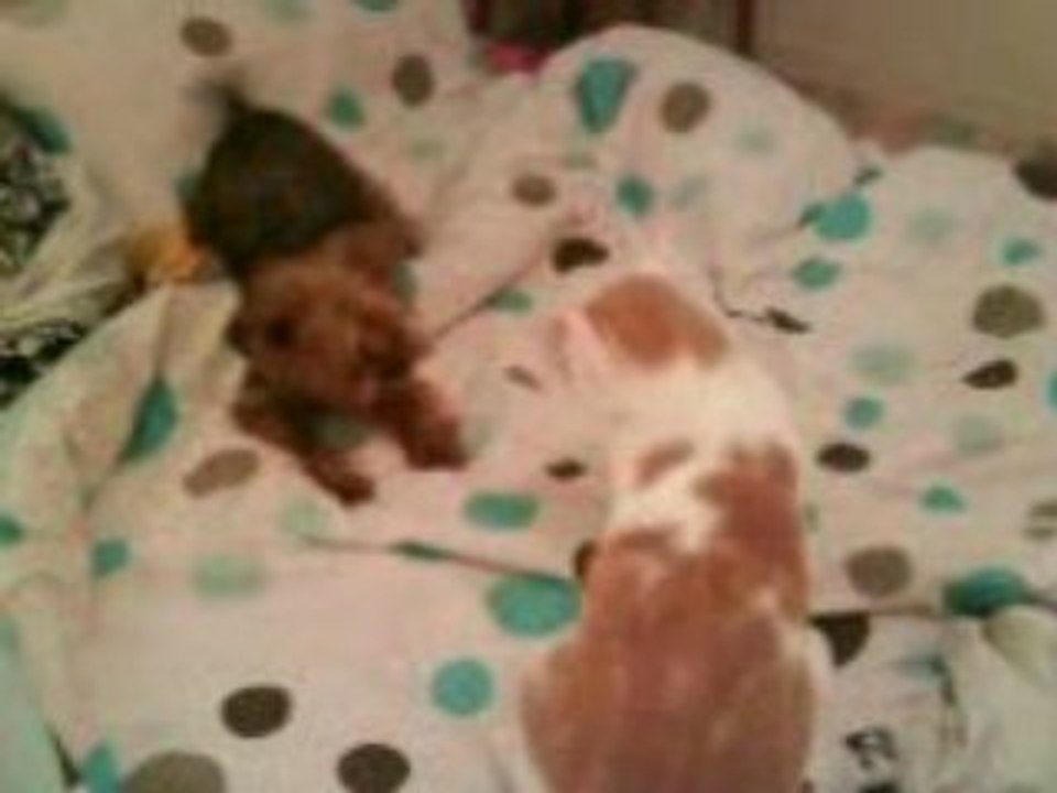 chloe et rocky