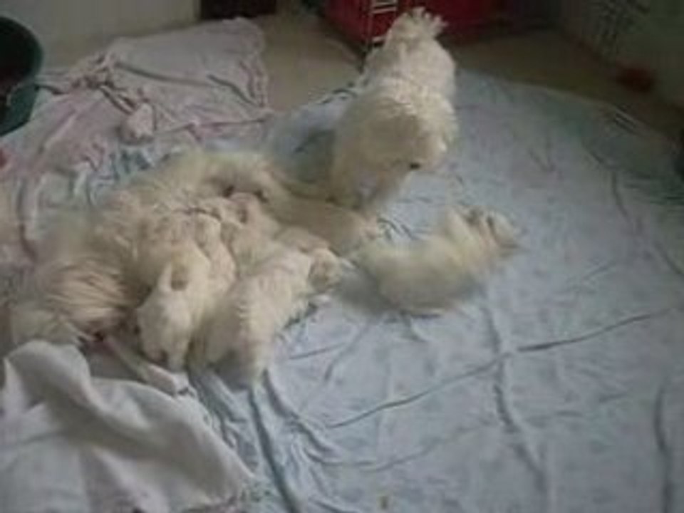 S1053882 bébés bichons  le 03 02 09