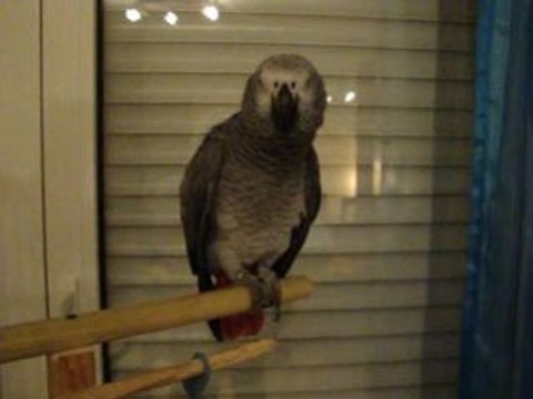 Miko gris du gabon raconte