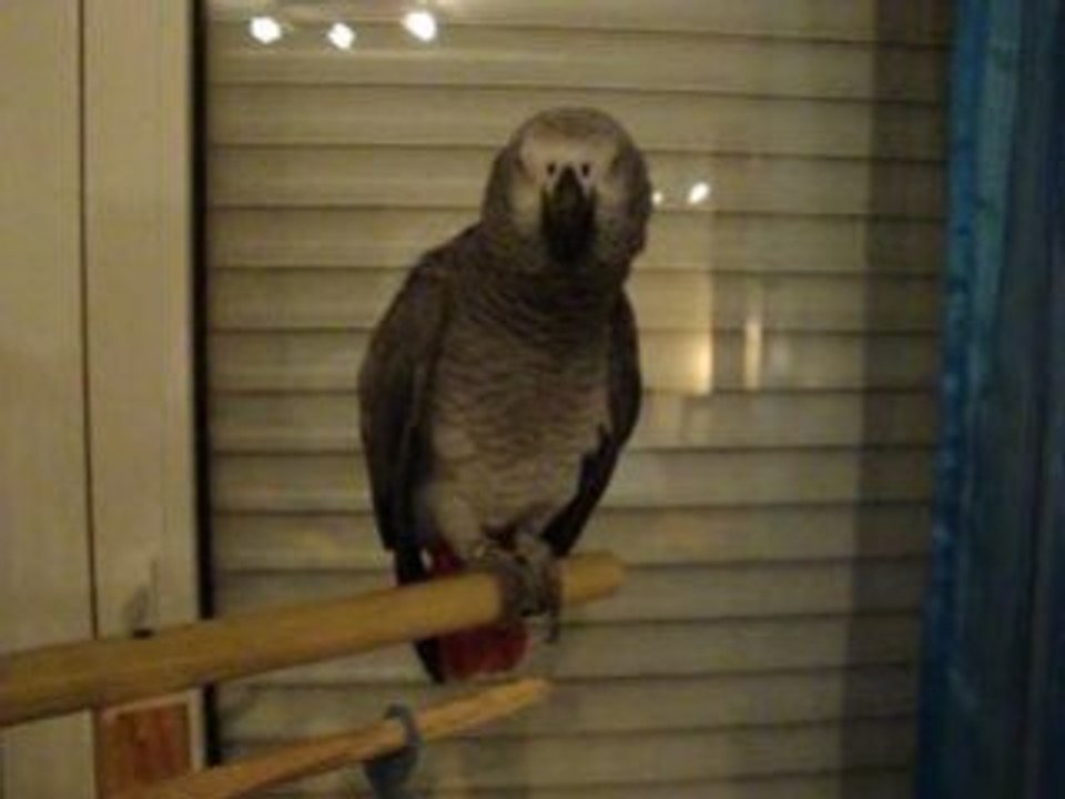 Miko gris du gabon raconte