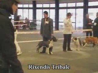 rixendis tribale vs de la missaudiere expo bordeaux 2009