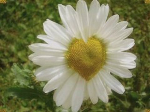 ERKİN KORAY - SENİ HER GÖRDÜGÜMDE - HNLOJİ