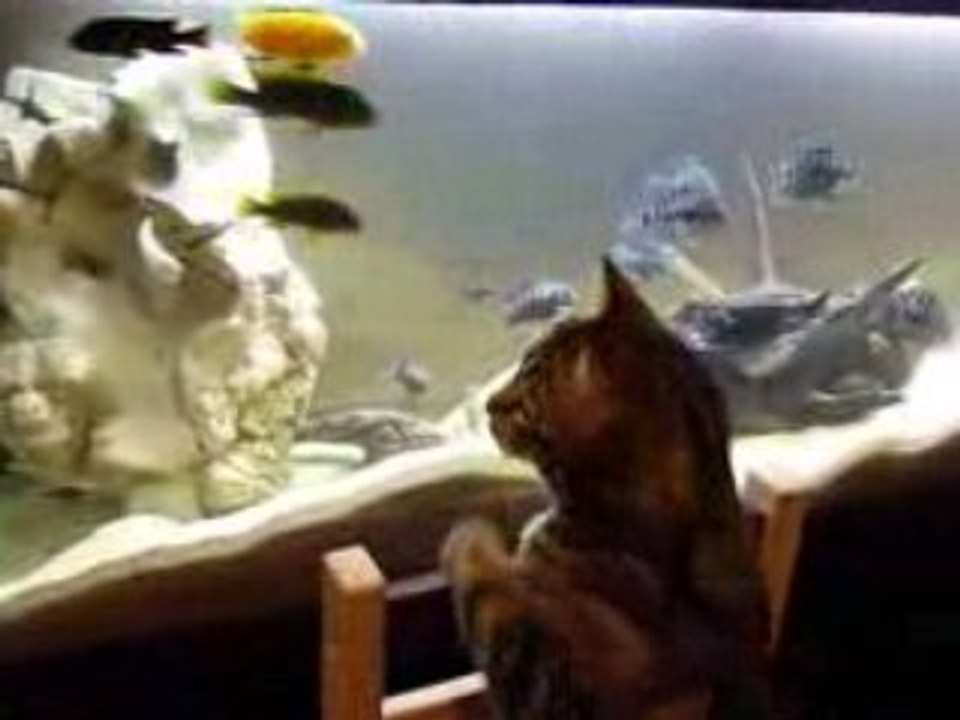le chat et l'aquarium