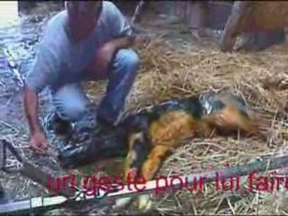 Vêlage ou la naissance d'un veau