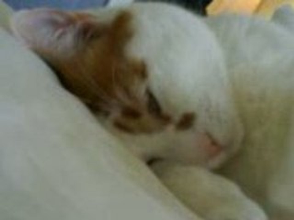 chat coquin!!!