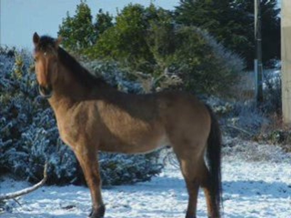 Mes bébés dans la neige