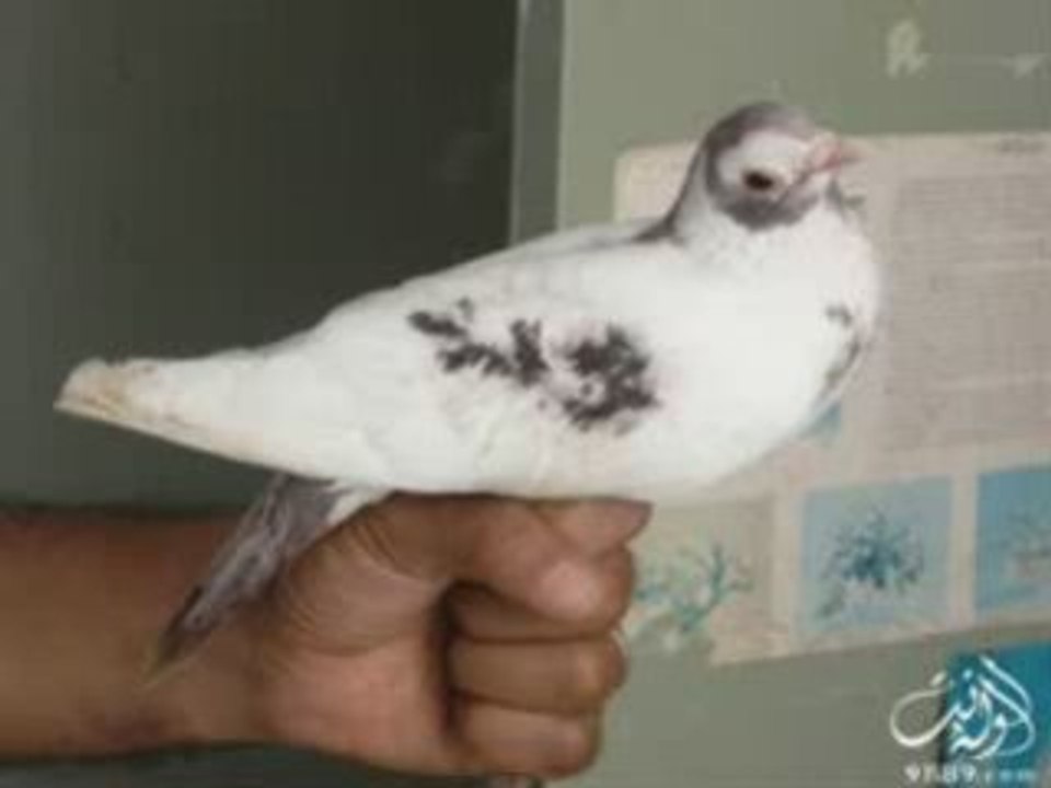 Un signe allah colombe