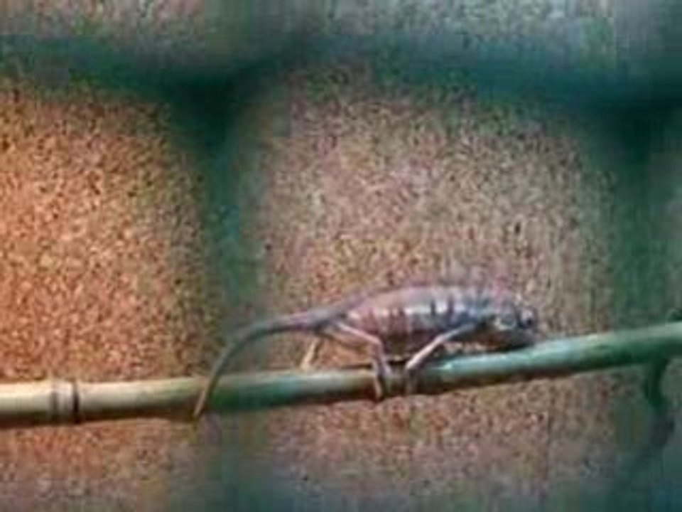 Cameleon qui boit