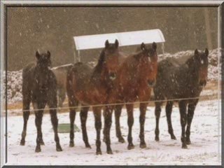 Paddock hiver 09_0001