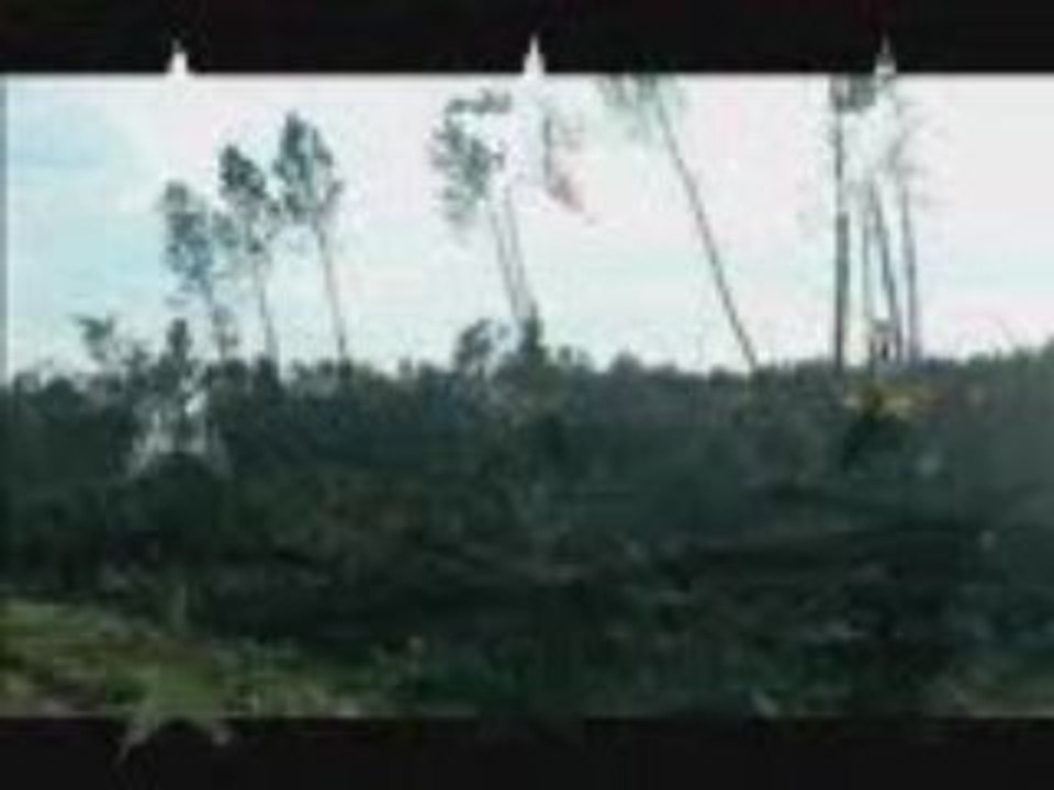 TEMPETE DANS LES LANDES