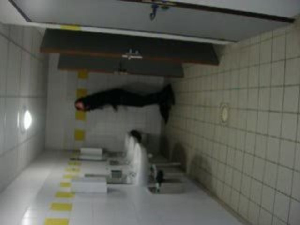 Défiler selon Josie Junkies