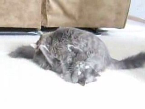 Funny Cats Beat Down - Hilarious Cat Wrestling!
