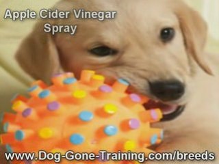 Why Dogs Bite, Train Biting Dogs Easily