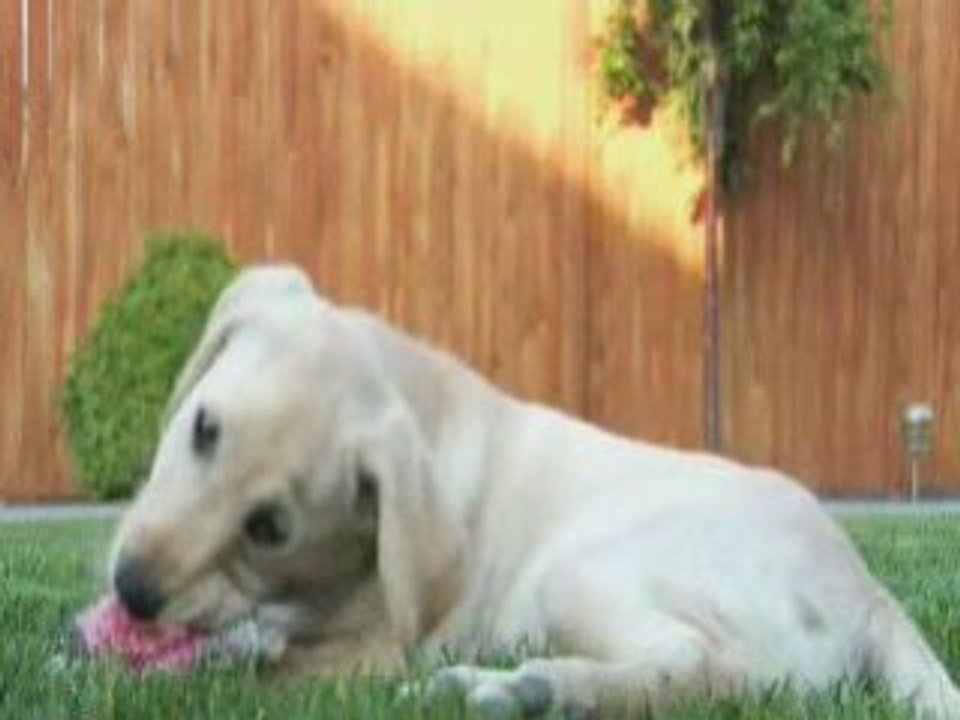 joli chiot labrador