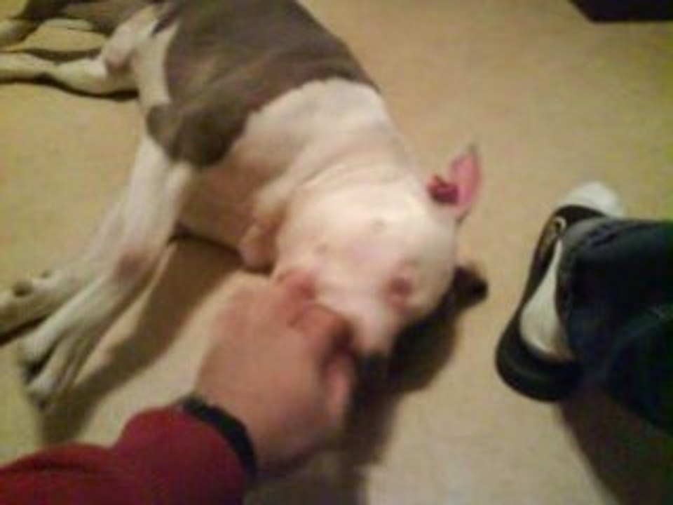 assis, couché, cochon!!!mdr