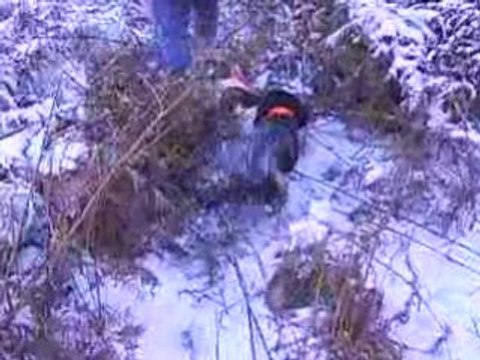 wachtelhund de 4 mois chasse ds la neige ac jack russel