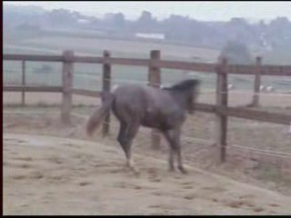 CAMBELL DU GENET Z Détente au paddock du 08.08.08