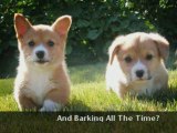 Free Puppy Care & Training Advice From The Experts