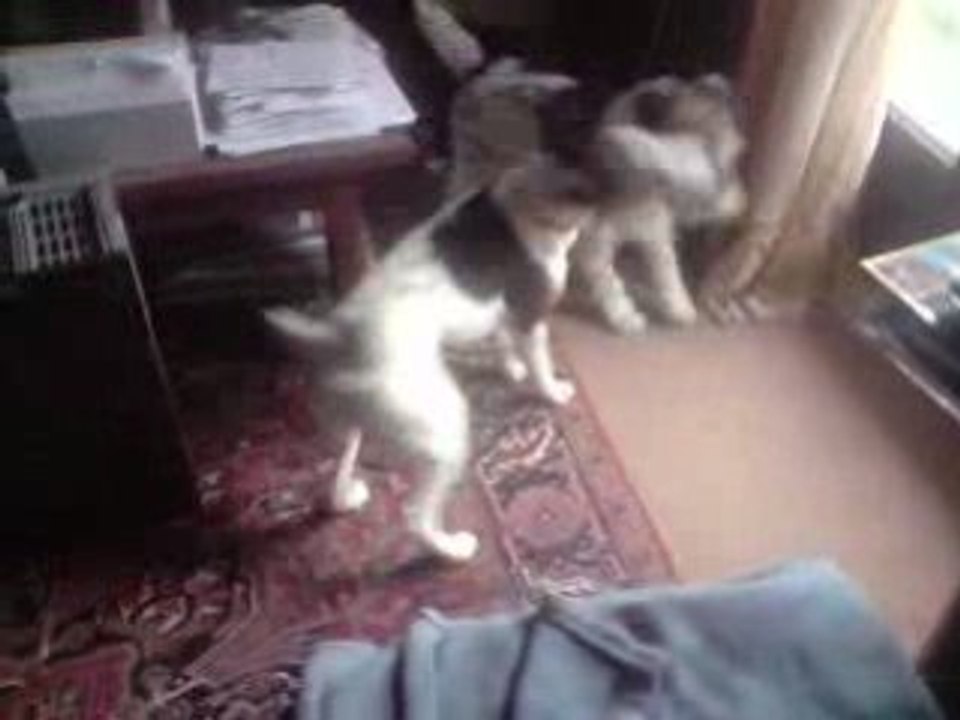 mes foxy partie 2 .....