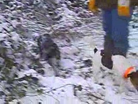 wachtelhund et jack russel chasse dans la neige