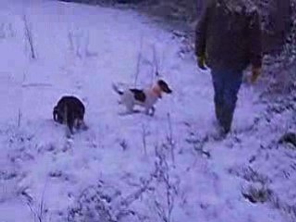 wachtelhund et jack russel chasse dans la neige