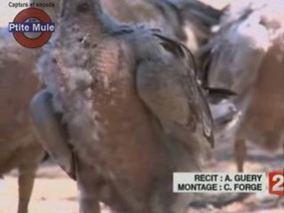 Des oies plumées vivantes