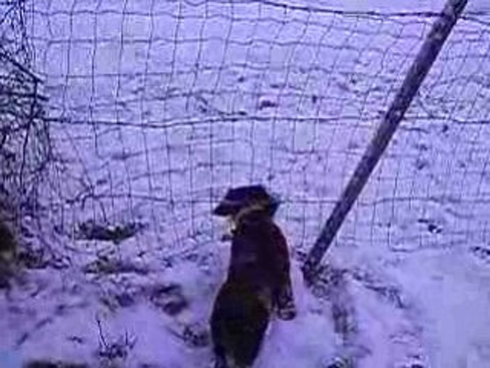 wachtelhund aboie sur troupeau de moutons ds neige