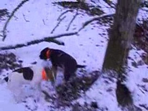 wachtelhund et jack russel chasse dans la neige