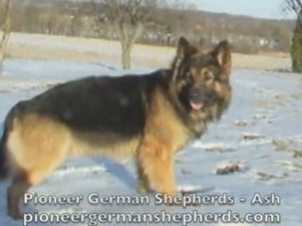Gentle Giant German Shepherd Ash - Giant German Shepherds