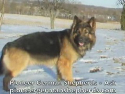 Gentle Giant German Shepherd Ash - Giant German Shepherds