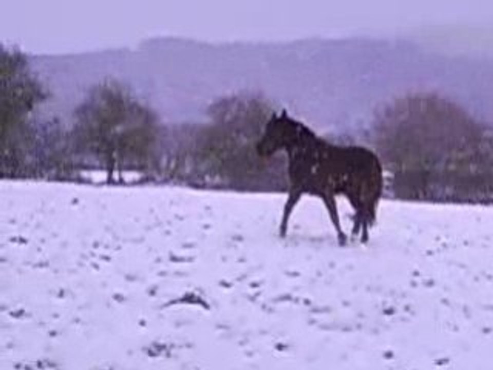 Panama dans la neige