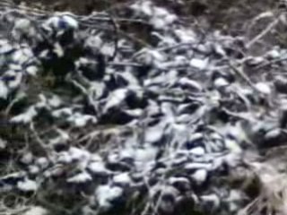 Ulrich des terres froides cocker anglais