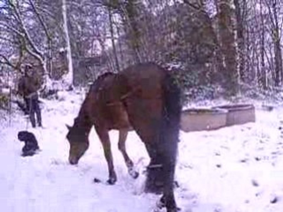 Quassia et Néva dans la neige
