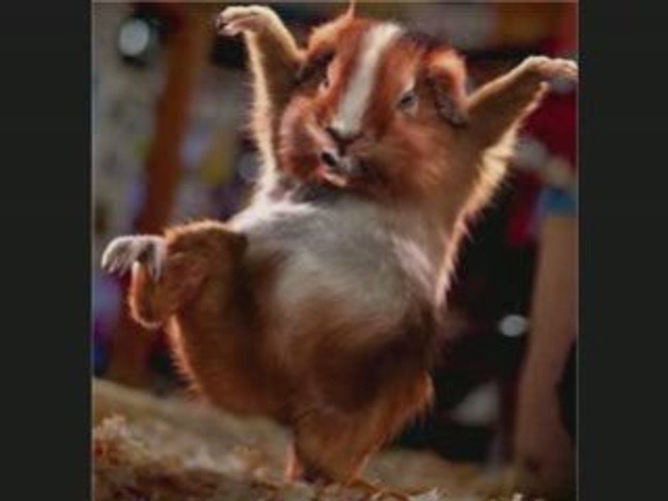 kiki le hamster comique depeche