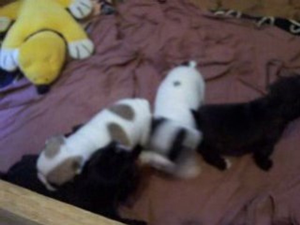 bouldogue chiots